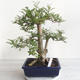 Pokojová bonsai - Fraxinus uhdeii - pokojový Jasan - 3/6