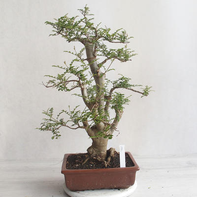 Pokojová bonsai - Fraxinus uhdeii - pokojový Jasan - 3