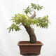 Venkovní bonsai Quercus Cerris - Dub Cer - 3/6