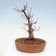 Venkovní bonsai - Javor palmatum DESHOJO - Javor dlanitolistý - 3/6