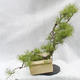 Venkovní bonsai -Borovice lesní - Pinus sylvestris - 3/7