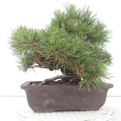 Venkovní bonsai - Pinus thunbergii - Borovice thunbergova - 3