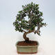Pokojová bonsai - Olea europaea sylvestris -Oliva evropská drobnolistá - 3/5