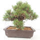 Venkovní bonsai - Pinus thunbergii - Borovice thunbergova - 3/4