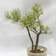 Venkovní bonsai -Borovice lesní - Pinus sylvestris - 3/6