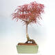 Venkovní bonsai - Javor dlanitolistý - Acer palmatum RED PYGMY - 3/5