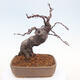 Venkovní  bonsai -  Pseudocydonia sinensis - Kdouloň čínská - 3/7