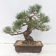 Venkovní bonsai - Pinus thunbergii - Borovice thunbergova - 3/5