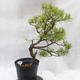 Venkovní bonsai -Borovice lesní - Pinus sylvestris - 3/6