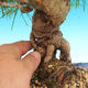 Pinus thunbergii - Borovice thunbergova - 3/3