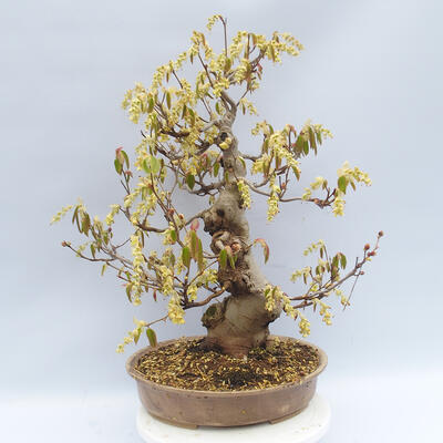 Venkovní bonsai - Lískoveček - Corylopsis Spicata - 3