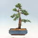 Venkovní bonsai - Juniperus chinensis -Jalovec čínský - 3/4
