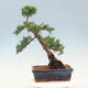 Venkovní bonsai - Juniperus chinensis -Jalovec čínský - 3/4