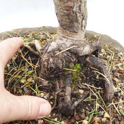 Venkovní bonsai -Borovice lesní - Pinus sylvestris - 3