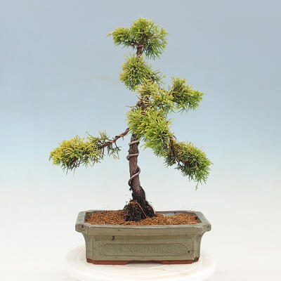 Venkovní bonsai - Juniperus chinensis OLD GOLD - Jalovec čínský - 3