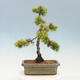 Venkovní bonsai - Juniperus chinensis OLD GOLD - Jalovec čínský - 3/4