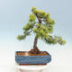 Venkovní bonsai - Juniperus chinensis OLD GOLD - Jalovec čínský - 3/4