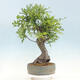 Venkovní bonsai Quercus Cerris - Dub Cer - 3/4