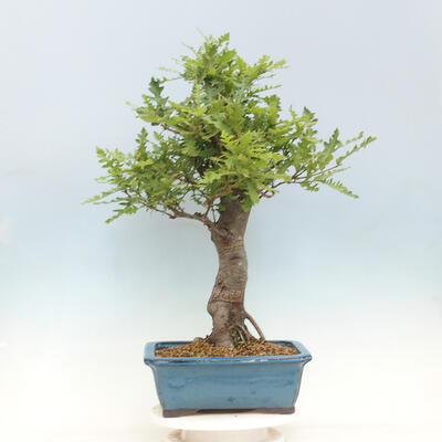 Venkovní bonsai Quercus Cerris - Dub Cer - 3