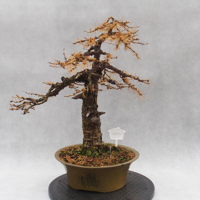 Venkovní bonsai -Modřín opadavý- Larix decidua - 3
