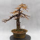 Venkovní bonsai -Modřín opadavý- Larix decidua - 3/7