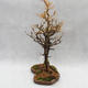 Venkovní bonsai -Modřín opadavý- Larix decidua - 3/5