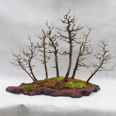 Venkovní bonsai -Modřín opadavý- Larix decidua - 3