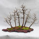 Venkovní bonsai -Modřín opadavý- Larix decidua - 3/4