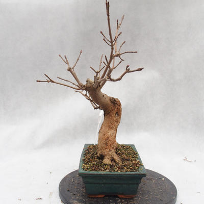 Venkovní bonsai - Javor mleč - Acer platanoides - 3