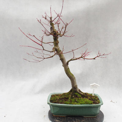 Venkovní bonsai - Javor dlanitolistý - Acer palmatum - 3