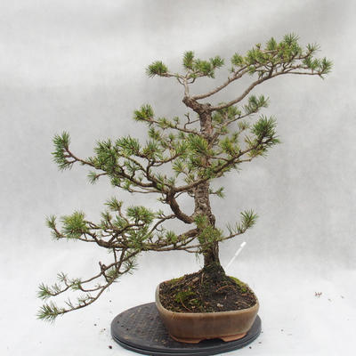 Venkovní bonsai -Borovice lesní - Pinus sylvestris - 3