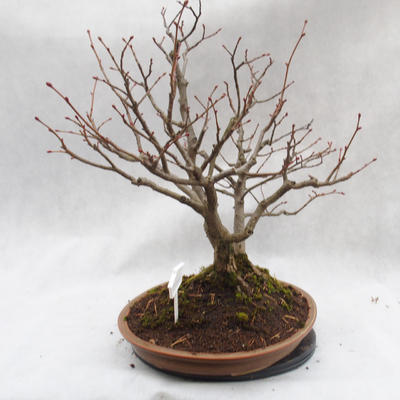 Venkovní bonsai - Lípa srdčitá - Tilia cordata - 3