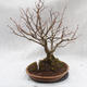 Venkovní bonsai - Lípa srdčitá - Tilia cordata - 3/4