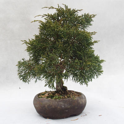 Venkovní bonsai - Jalovec čínský - Juniperus chinensis - 3