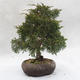 Venkovní bonsai - Jalovec čínský - Juniperus chinensis - 3/6