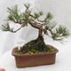 Venkovní bonsai -Borovice lesní - Pinus sylvestris - 3/5