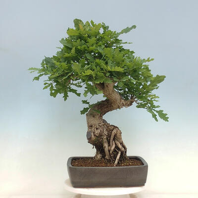 Venkovní bonsai Quercus Cerris - Dub Cer - 3