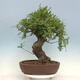Venkovní bonsai Quercus Cerris - Dub Cer - 3/4