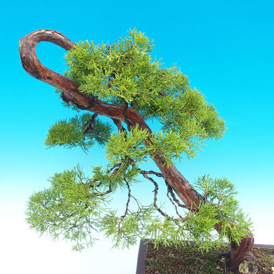 Venkovní bonsai - Juniperus chinensis -Jalovec čínský - 3