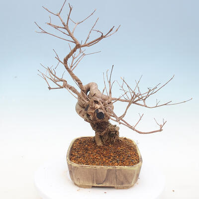 Venkovní bonsai - krásnoplodka Callicarpa - 3