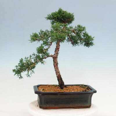 Venkovní bonsai - Juniperus chinensis Kishu-Jalovec čínský - 3