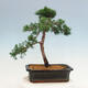Venkovní bonsai - Juniperus chinensis Kishu-Jalovec čínský - 3/4