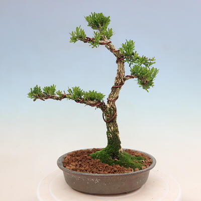 Pokojová bonsai - Buxus harlandii -korkový buxus - 3