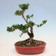 Pokojová bonsai - Buxus harlandii -korkový buxus - 3/6