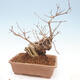 Venkovní bonsai - krásnoplodka Callicarpa - 3/6