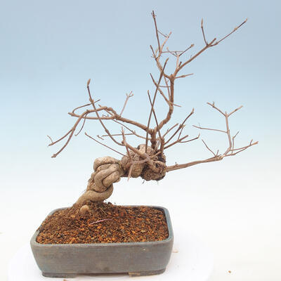 Venkovní bonsai - krásnoplodka Callicarpa - 3