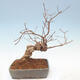 Venkovní bonsai - krásnoplodka Callicarpa - 3/6