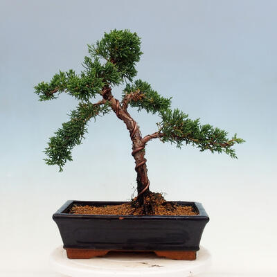 Venkovní bonsai - Juniperus chinensis Kishu-Jalovec čínský - 3