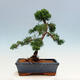 Venkovní bonsai - Juniperus chinensis Kishu-Jalovec čínský - 3/4