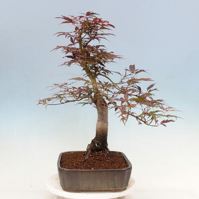 Venkovní bonsai - Acer palmatum Atropurpureum - Javor dlanitolistý červený - 3